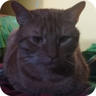 🐱 emoji Фанат Кисы Артура Telegram sticker 8 of 10