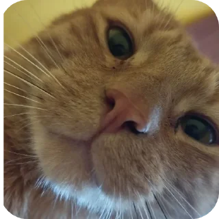 🐱 emoji Фанат Кисы Артура Telegram sticker 6 of 10