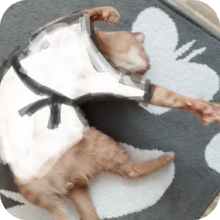 🐱 emoji Фанат Кисы Артура Telegram sticker 9 of 10