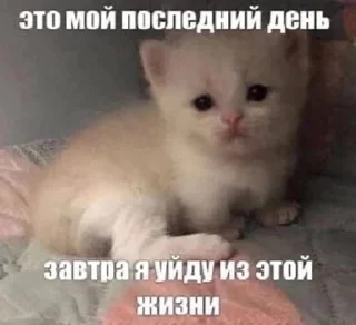 Sticker from соня иди нахуй