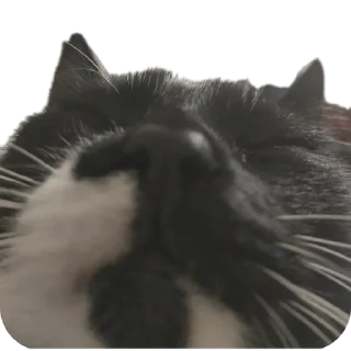 Sticker from Хуй хуй