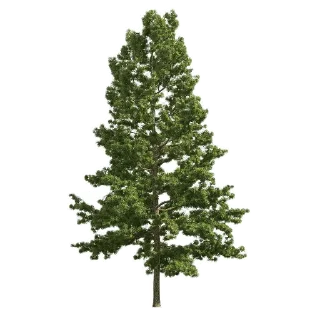 🌿 emoji Масюня в роблокс @TgEmodziBot Telegram sticker 3 of 6