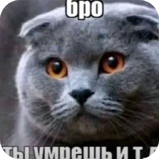 🐱 emoji Аквамарин Telegram sticker 6 of 11