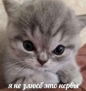 Sticker from я сигма крутой