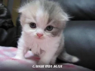 Sticker from я сигма крутой