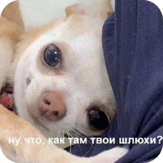 Sticker from sashka