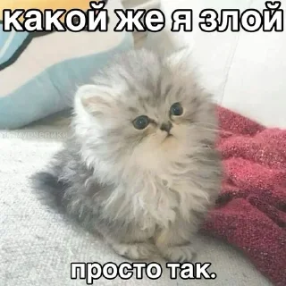 Sticker from коты и чучутб нет @poison_glrl