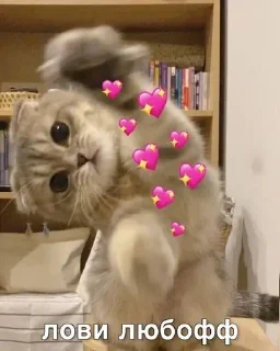 Sticker from коты наше всё