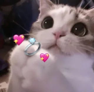 Sticker from коты наше всё