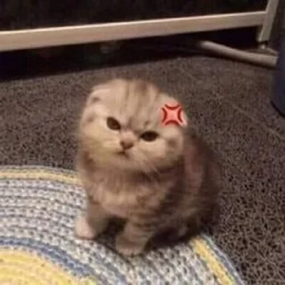 Sticker from коты наше всё