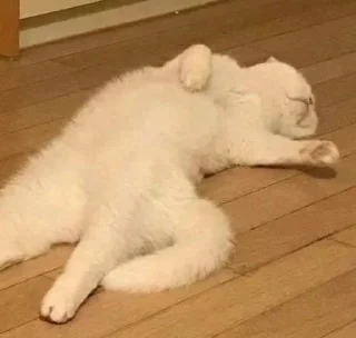 Sticker from коты наше всё