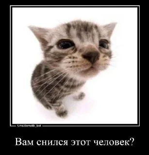 🌟 emoji Чюпеп pack by @QuotLyBot Telegram sticker 18 of 89