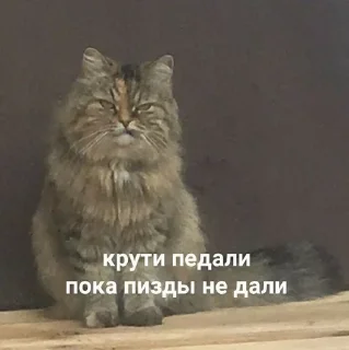 😑 emoji На случай важных переговоров Telegram sticker 17 of 101