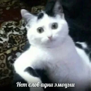 😐 emoji Ладно... @maximkatz @BorisNadezhdin @alexandrshtefanov Telegram sticker 7 of 120