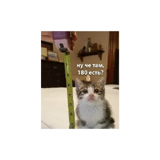 🐱 emoji Прикольные котяры Telegram sticker 11 of 14