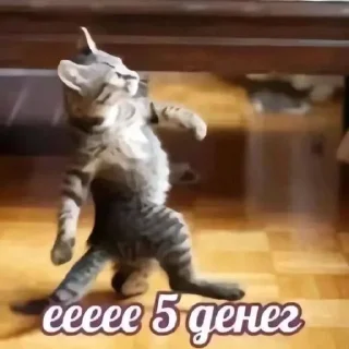 🌟 emoji Прикольные котяры Telegram sticker 2 of 14