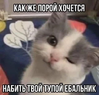🌟 emoji Прикольные котяры Telegram sticker 6 of 14