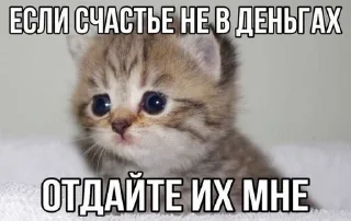 🌟 emoji Прикольные котяры Telegram sticker 7 of 14