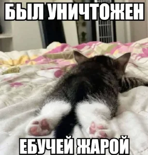 🌟 emoji Прикольные котяры Telegram sticker 8 of 14