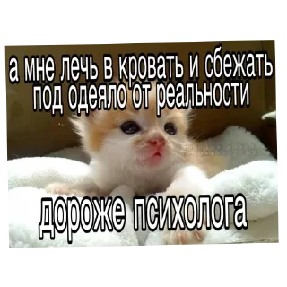 🐱 emoji Прикольные котяры Telegram sticker 14 of 14