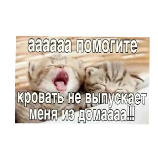 🐱 emoji Прикольные котяры Telegram sticker 13 of 14