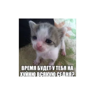 🐱 emoji Прикольные котяры Telegram sticker 12 of 14