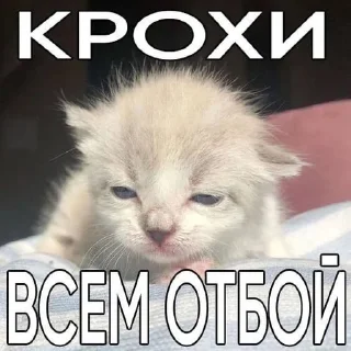 🌟 emoji Прикольные котяры Telegram sticker 5 of 14