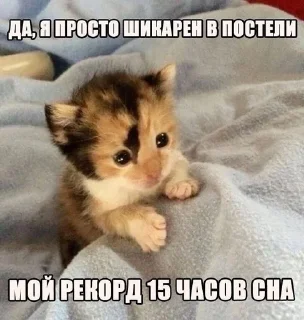 🌟 emoji Прикольные котяры Telegram sticker 3 of 14
