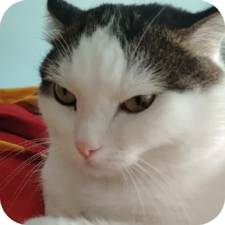 Sticker from котеке и сабаке