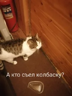 Sticker from Милые киски и собачка