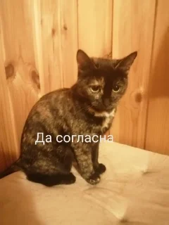Sticker from Милые киски и собачка