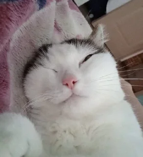 Sticker from котеке и сабаке