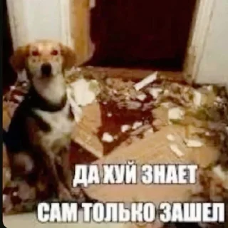 🤷‍♀ emoji пися клёва Telegram sticker 21 of 66