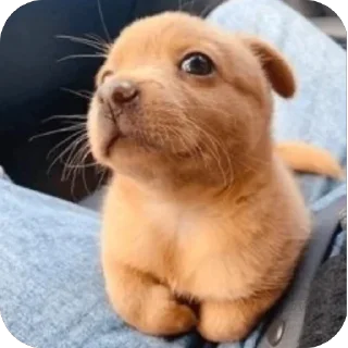 🫥 emoji пися Telegram sticker 11 of 69