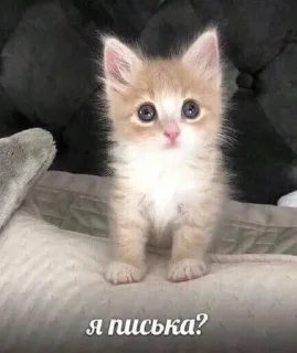 🐈 emoji пися клёва Telegram sticker 14 of 66