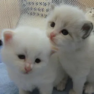 Sticker from кисы