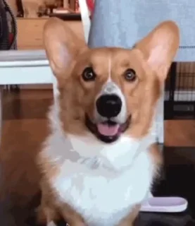 🐕 emoji Video Favorite stickers Telegram sticker 9 of 50