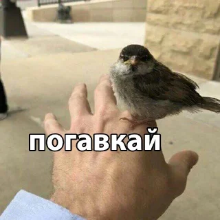 Sticker from СтикерОчки by @gowoshka