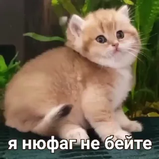 🤩 emoji Стикерочки @starfellyy @TgEmodziBot Telegram sticker 18 of 43