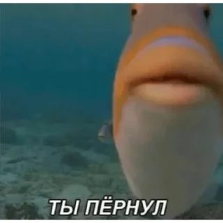 😐 emoji Стикерочки: @Nerven_ru Telegram sticker 13 of 24