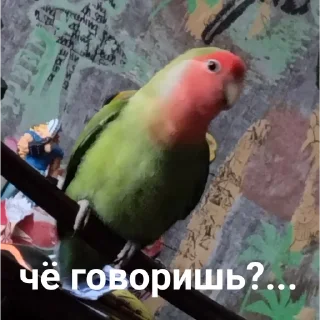 Sticker from Попугай Саша
