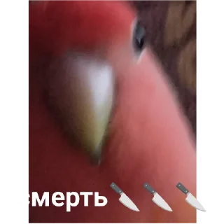 Sticker from Попугай Саша