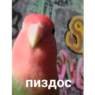 Sticker from Попугай Саша