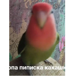 Sticker from Попугай Саша