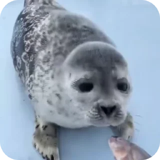 Sticker from тюлєнчікіііі іриии :: @sealnyashka