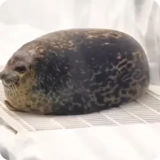 Sticker from SEALS