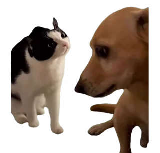 😠 emoji котаки Telegram sticker 13 of 36