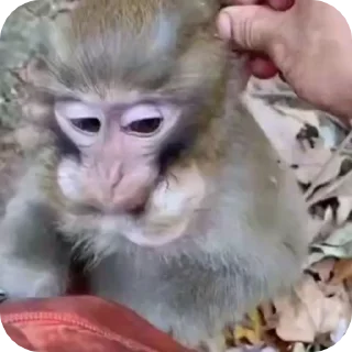 Sticker from MonkeyZ 1 by @ponmonkygifs