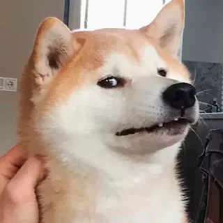 😑 emoji Бортич украла стикеры Telegram sticker 3 of 119