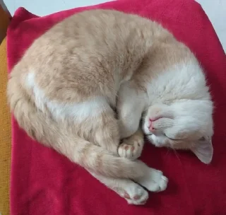 🌟 emoji кошаки Telegram sticker 13 of 67